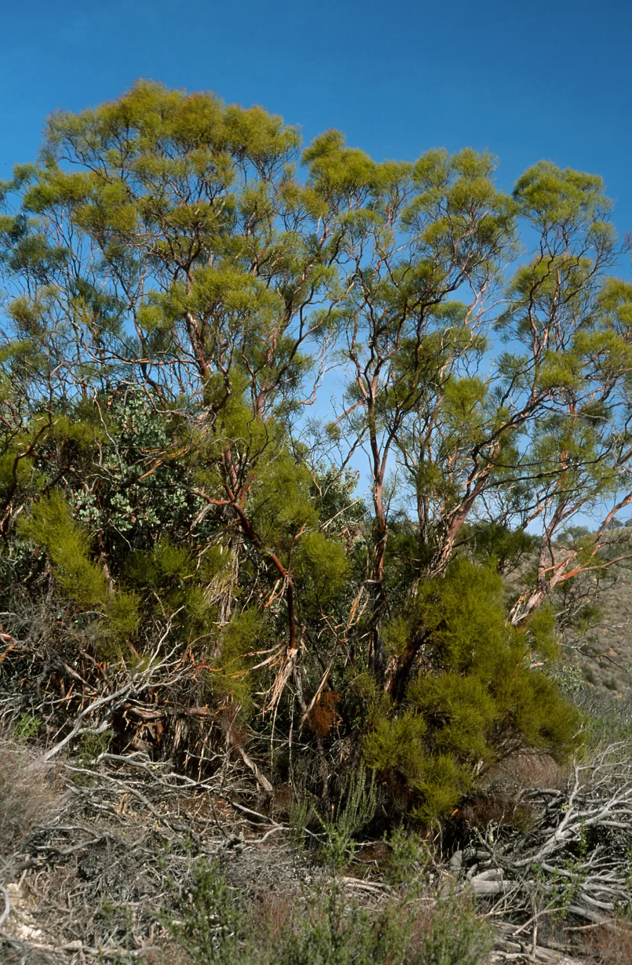 Adenostoma sparsifolium, near Big Rocks, San Luis Obispo County