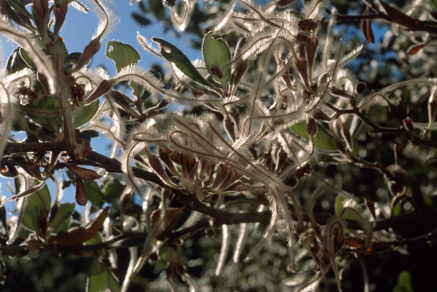 Cercocarpus traskiae, Wrigley Garden, Catalina Island