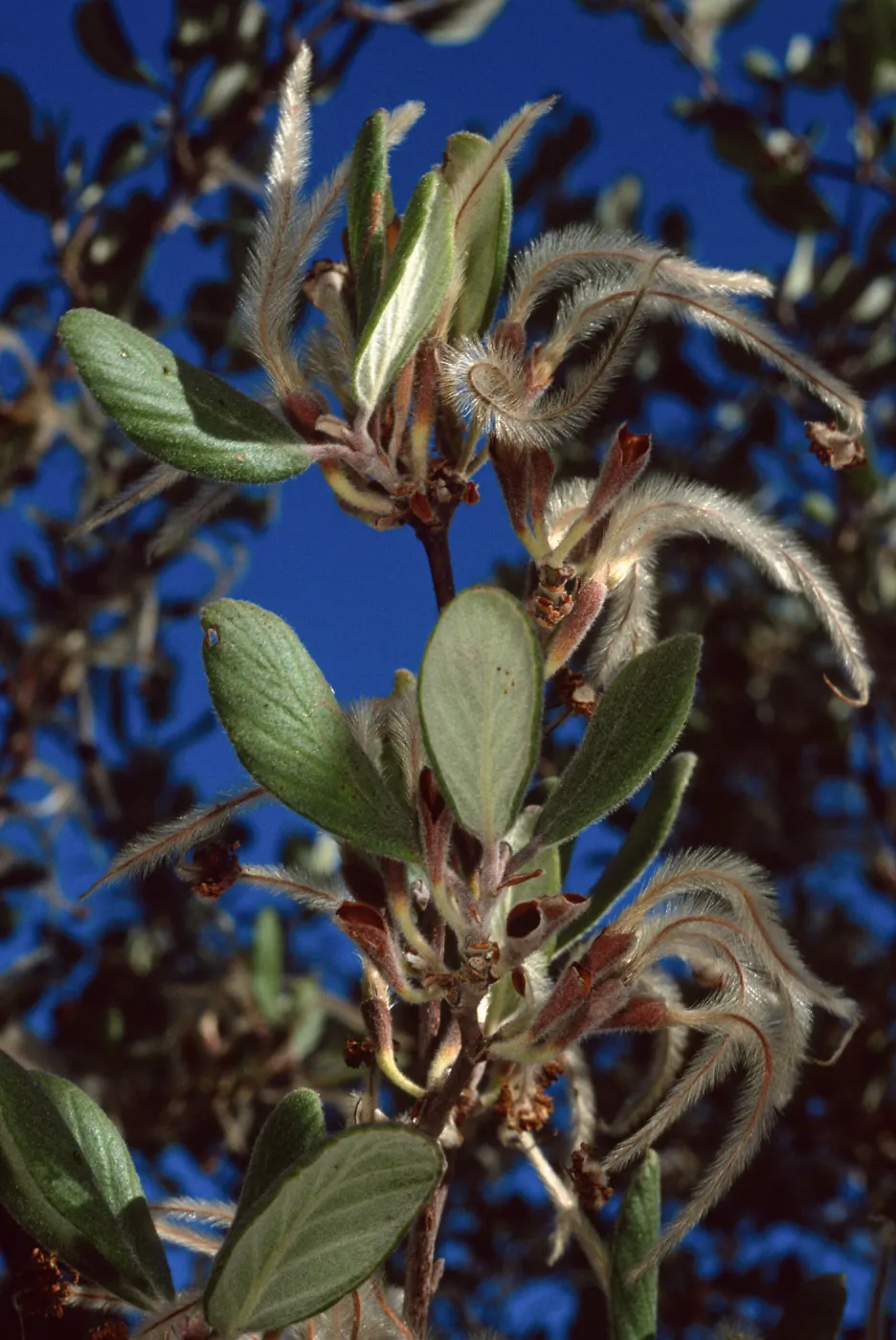 Cercocarpus traskiae, Wrigley Garden, Catalina Island