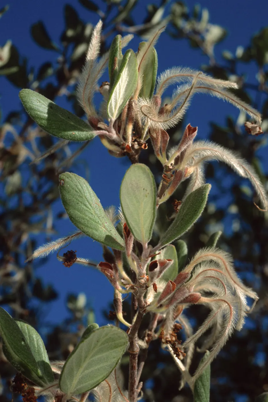 Cercocarpus traskiae, Wrigley Garden, Catalina Island