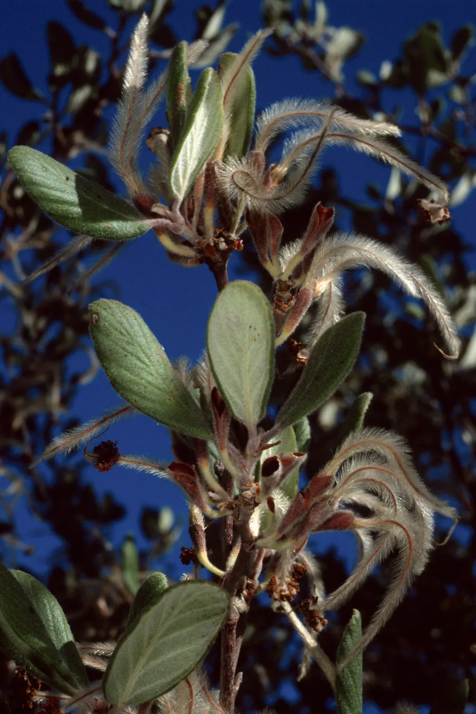 Cercocarpus traskiae, Wrigley Garden, Catalina Island
