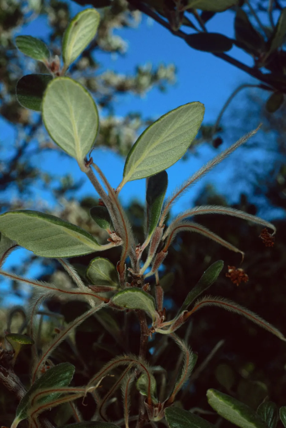 Cercocarpus traskiae, Wrigley Garden, Catalina Island