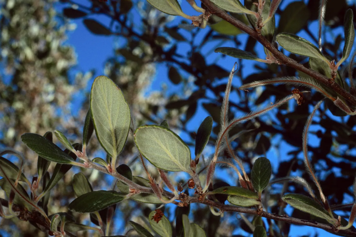 Cercocarpus traskiae, Wrigley Garden, Catalina Island