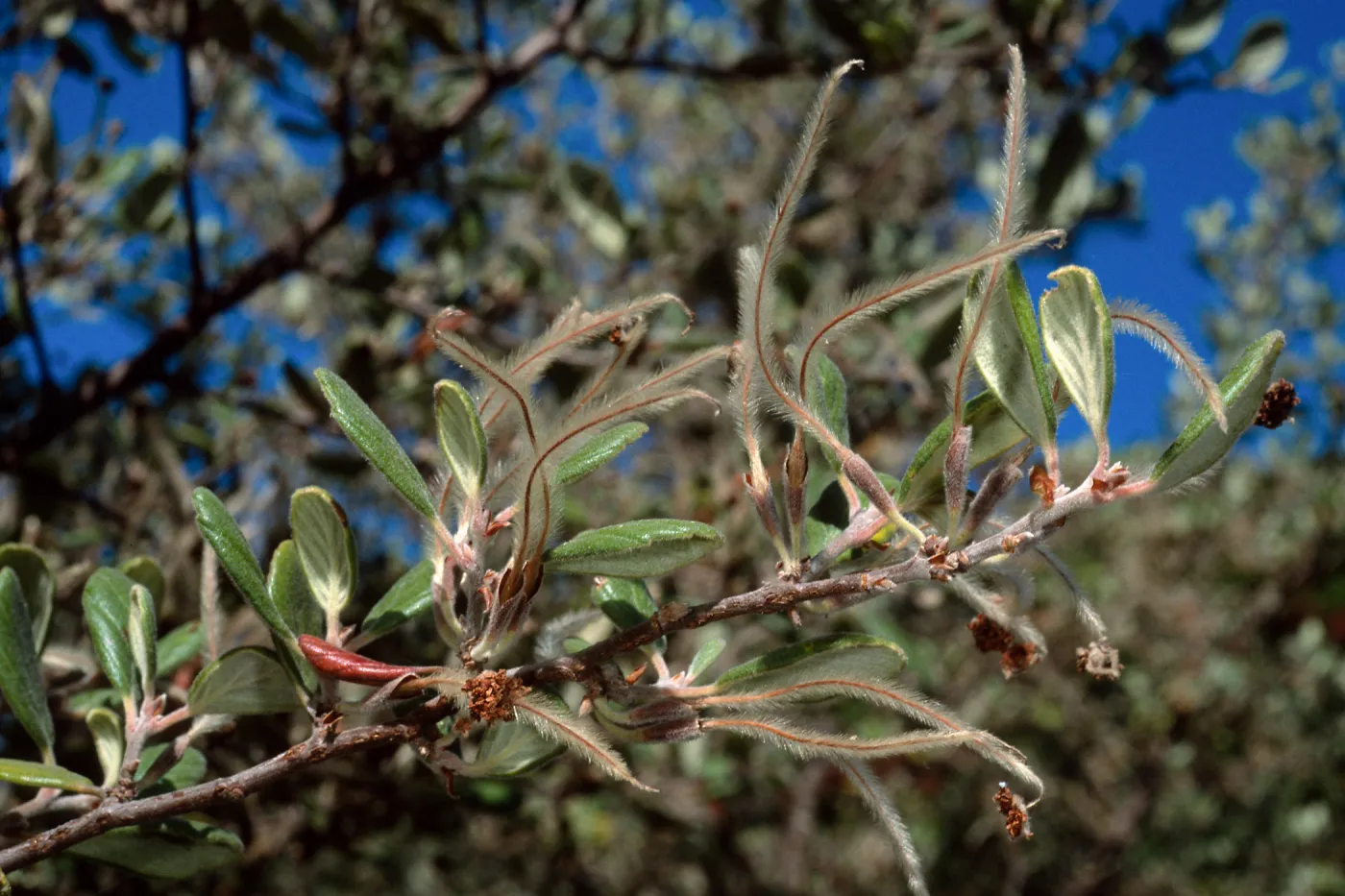 Cercocarpus traskiae, Wrigley Garden, Catalina Island