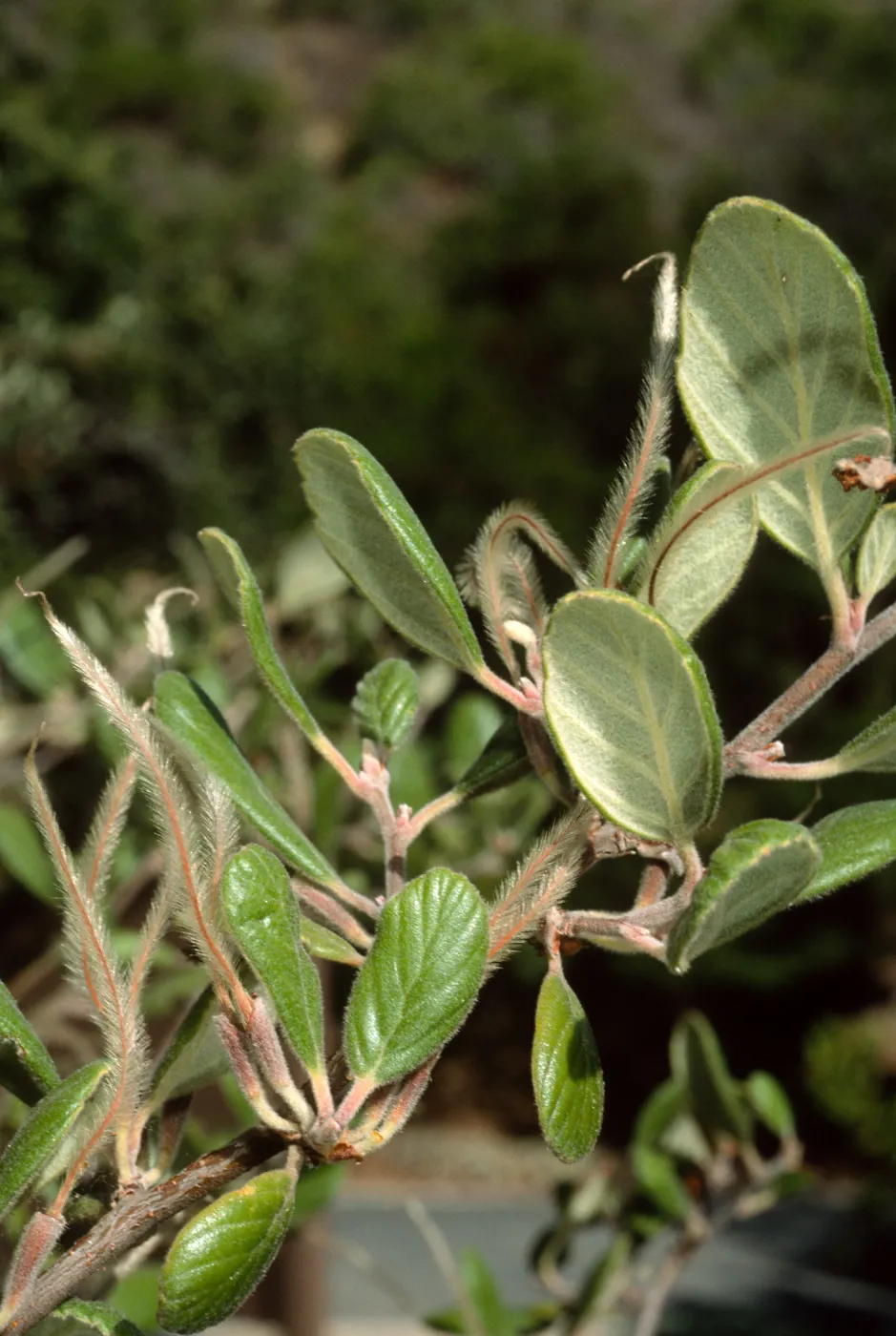 Cercocarpus traskiae, Wrigley Garden, Catalina Island
