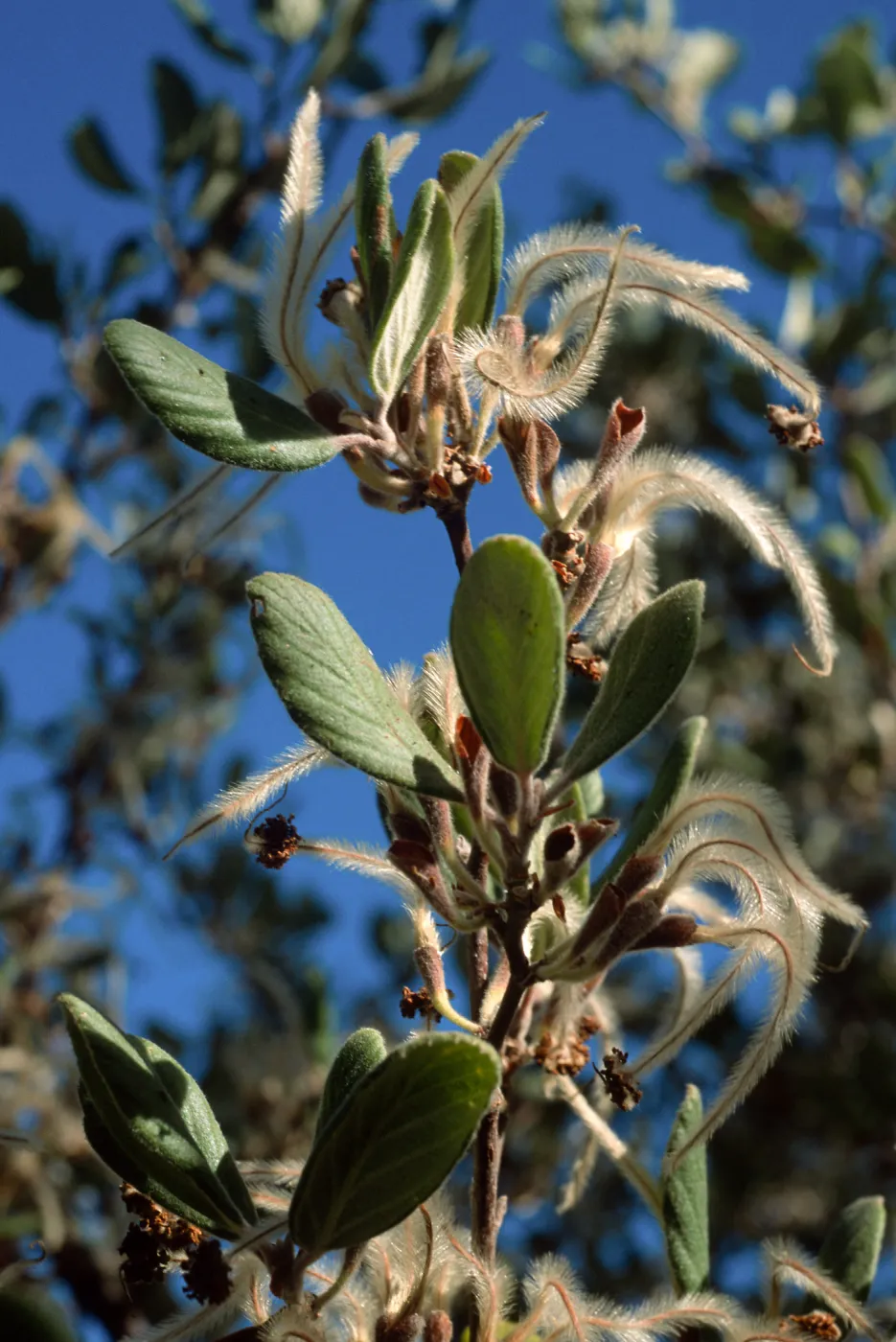 Cercocarpus traskiae, Wrigley Garden, Catalina Island