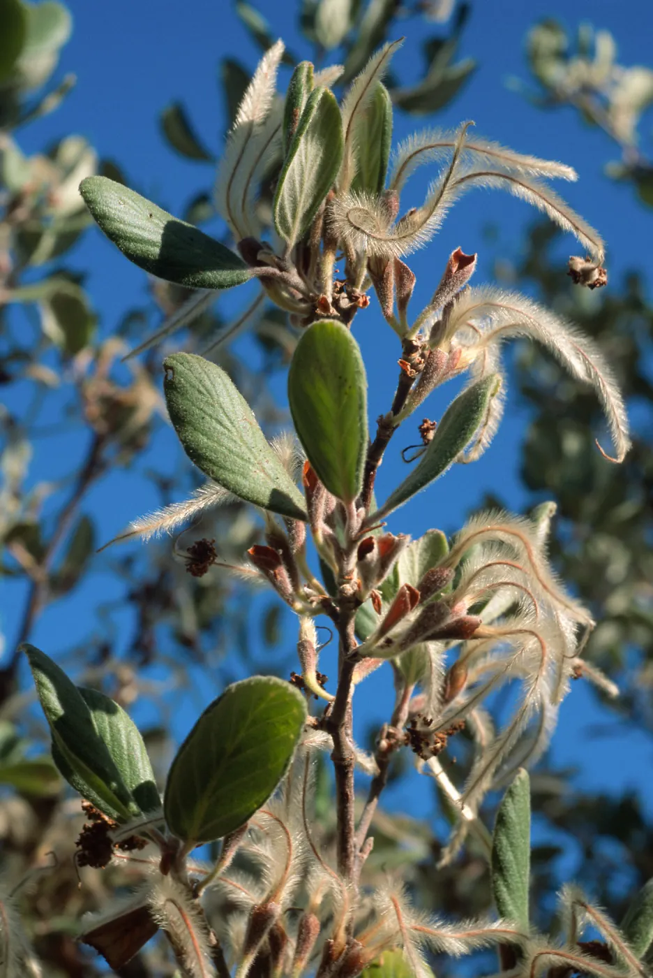 Cercocarpus traskiae, Wrigley Garden, Catalina Island