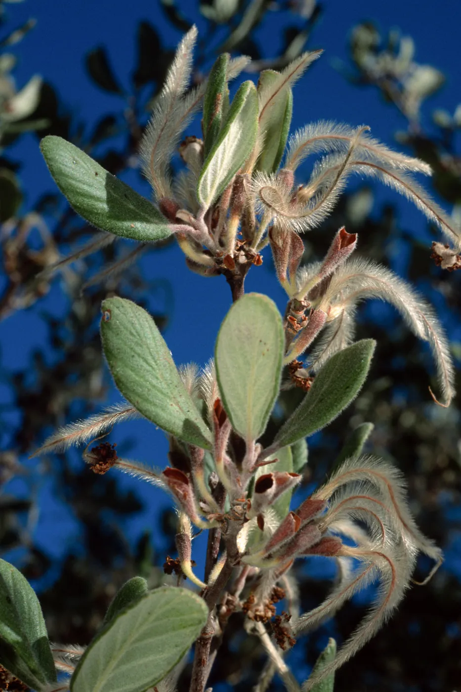 Cercocarpus traskiae, Wrigley Garden, Catalina Island