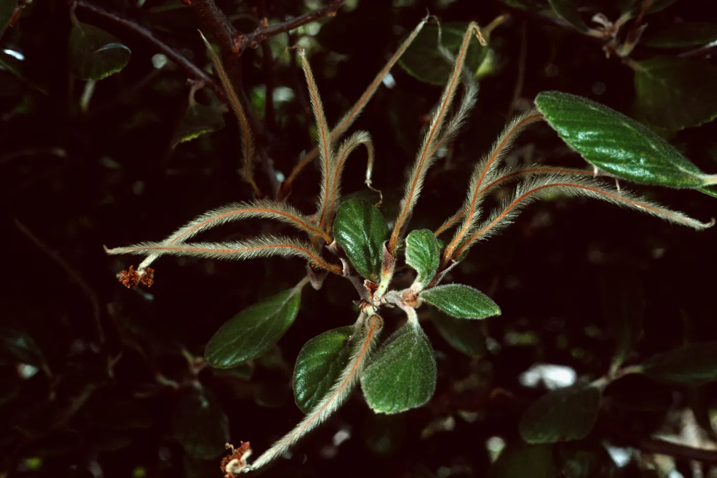 Cercocarpus traskiae, Wrigley Garden, Catalina Island