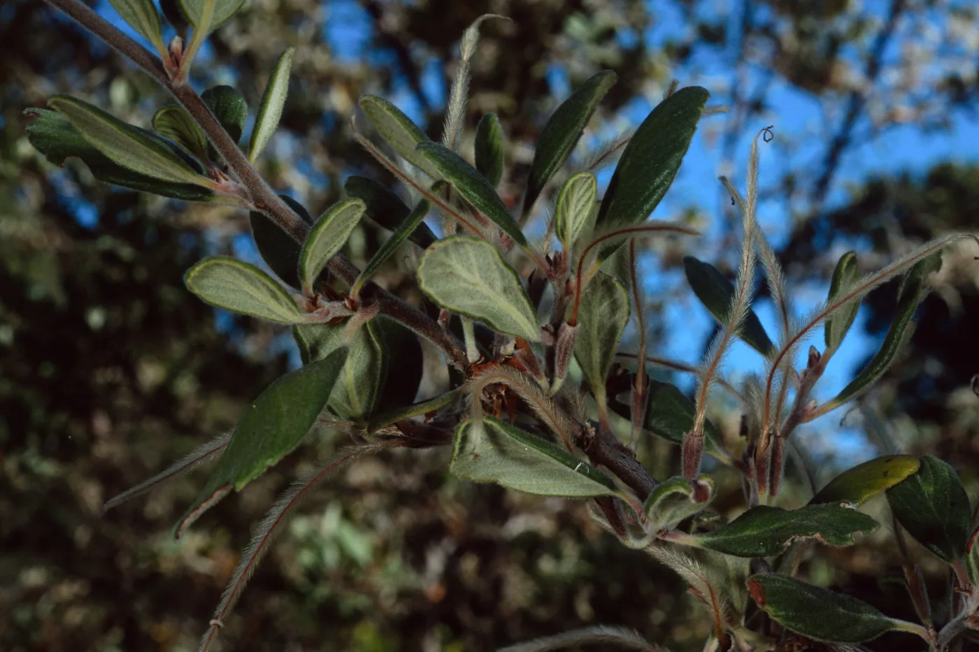 Cercocarpus traskiae, Wrigley Garden, Catalina Island