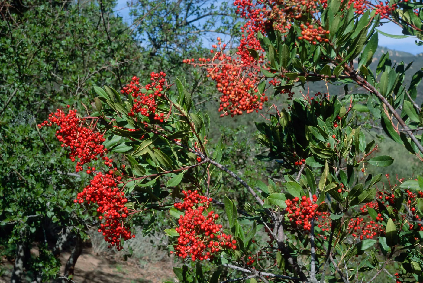 Heteromeles arbutifolia