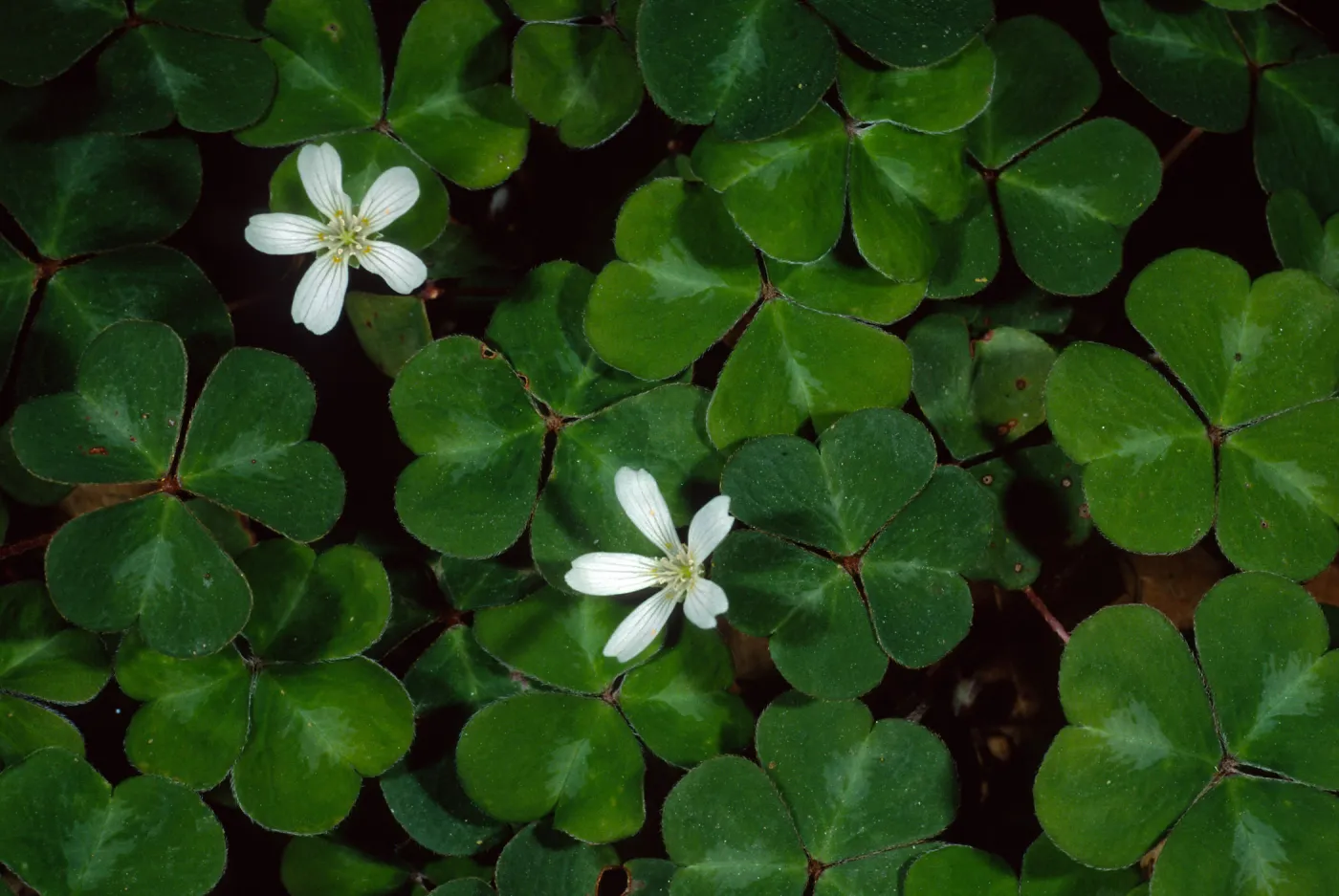 Oxalis oregana
