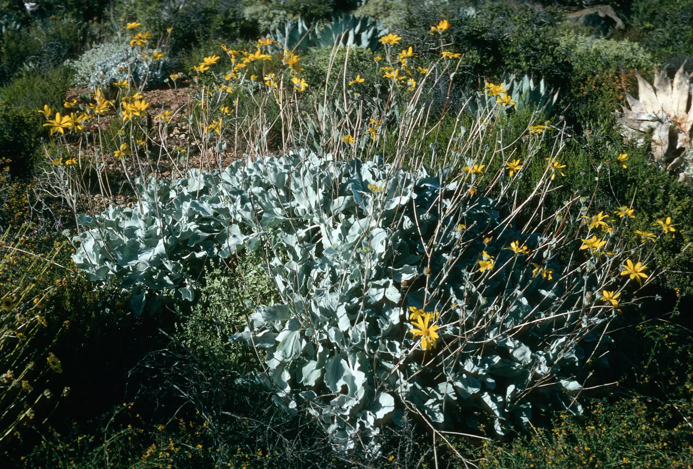 Viguiera lanata, Cañada de la Mina