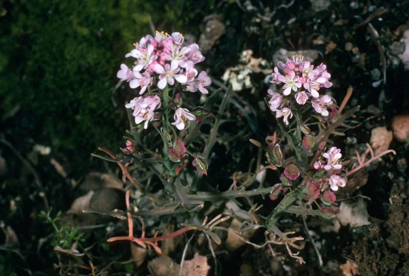 Santa Cruz Island, Thysanocarpus conchuliferus, ¾ mile West of Pichaco Diablo