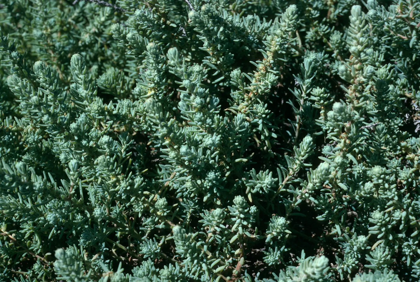 San Nicholas Island, Suaeda taxifolia, SN-1005