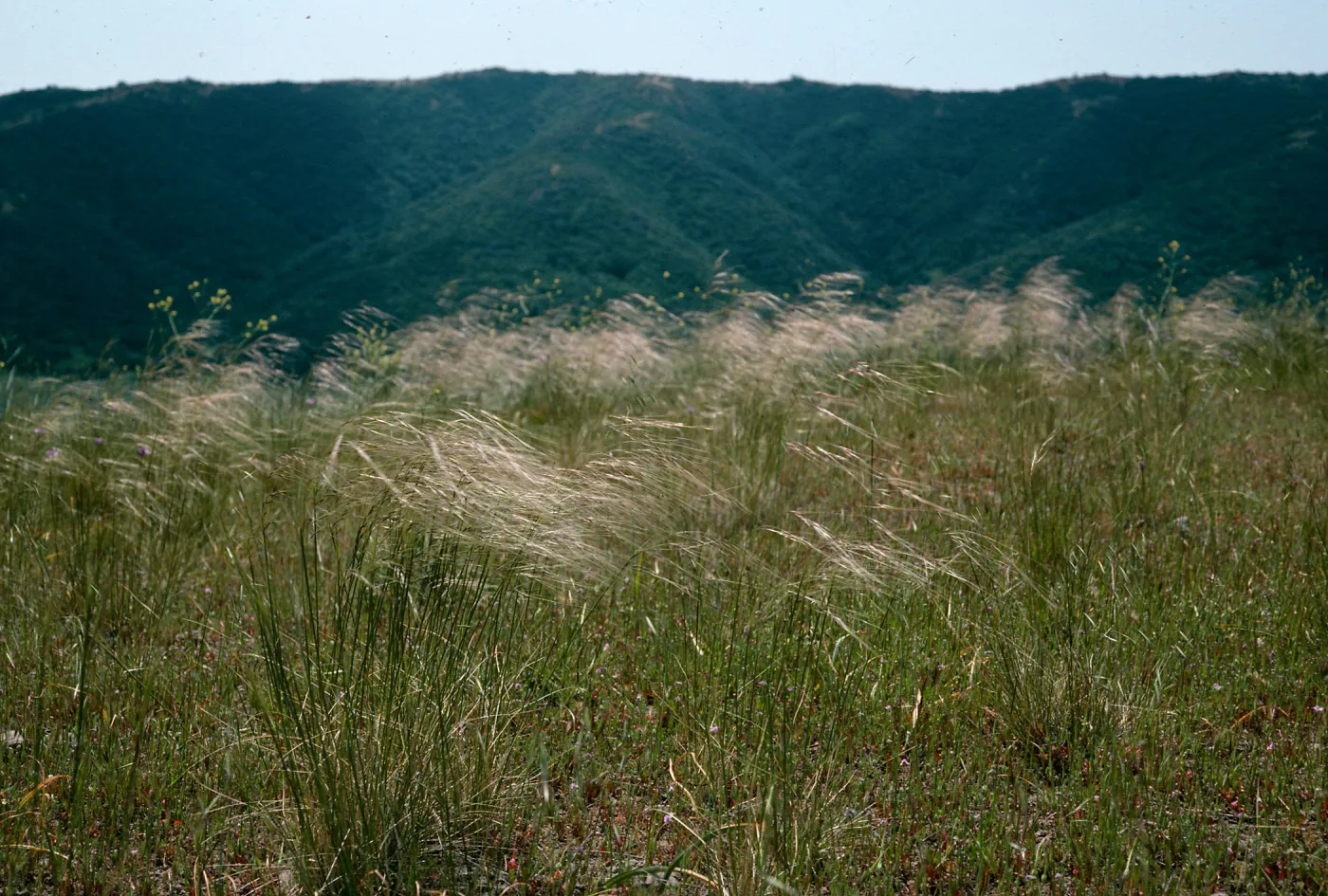 Santa Cruz Island, Stipa cernua, Valley Peak area