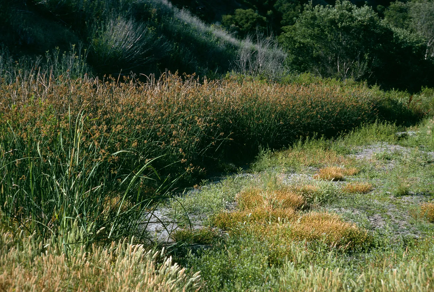 Santa Cruz Island, Scirpus, mouth of Cañada del Puerto