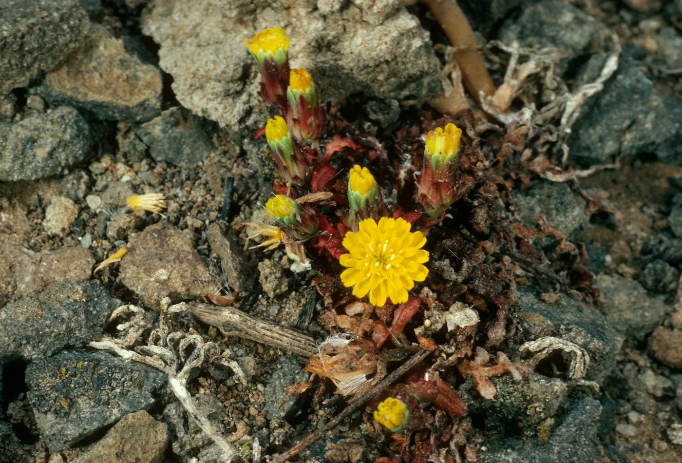  Malacothrix indecora, Santa Cruz Island, Black Point