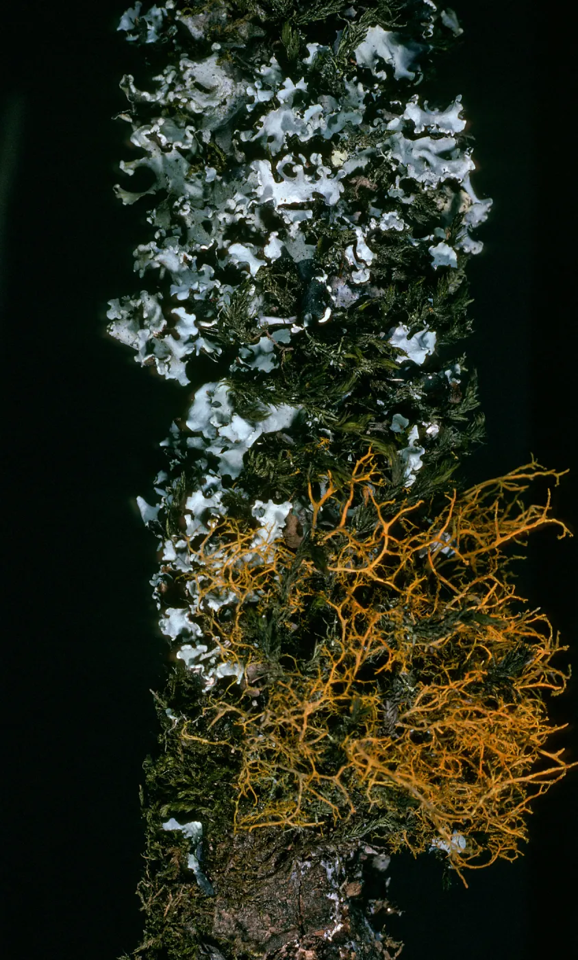Lichens: Parmotrema chinense (Grey), Teloschistes flavicans (orange) on Quercus tomentella, Santa Rosa Island, Black Mountain