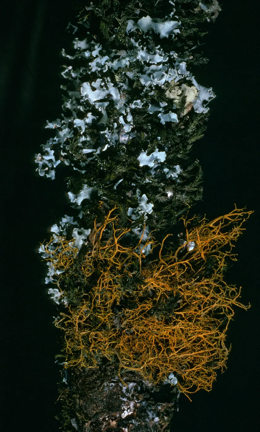 Lichens: Parmotrema chinense (Grey), Teloschistes flavicans (orange), on Quercus tomentella, Santa Rosa Island, Black Mountain