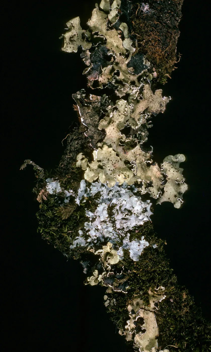 Lichens: Flavopunctelia flaventior (green-grey), Punctelia subrudecta (grey) on Quercus tomentella