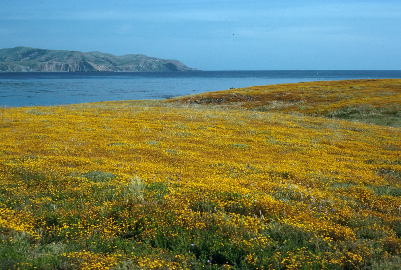 Lasthenia, Santa Cruz Island, East of Fraser Point,