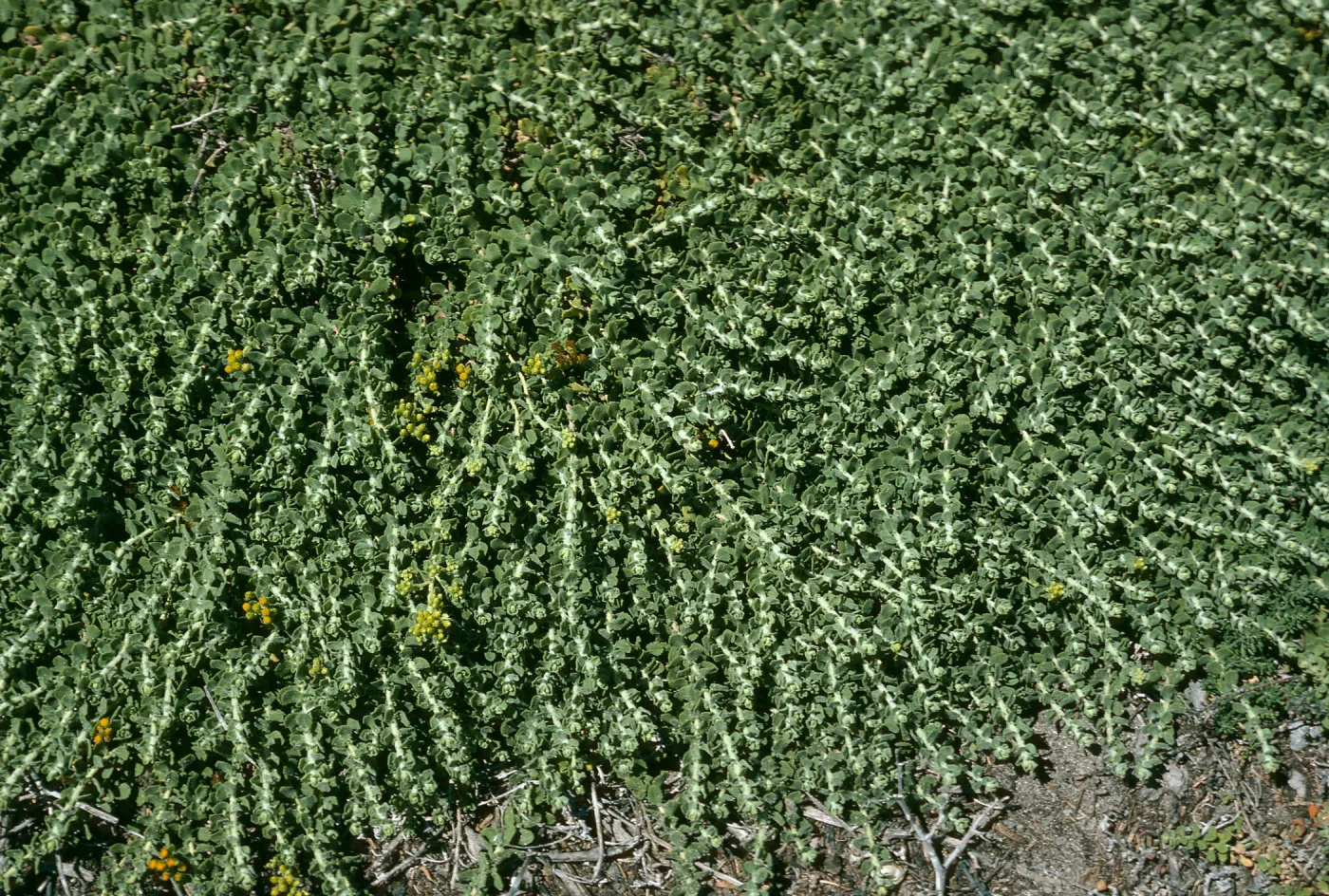 Isocoma menziesii sedoides, Santa Cruz Island, Fraser Point