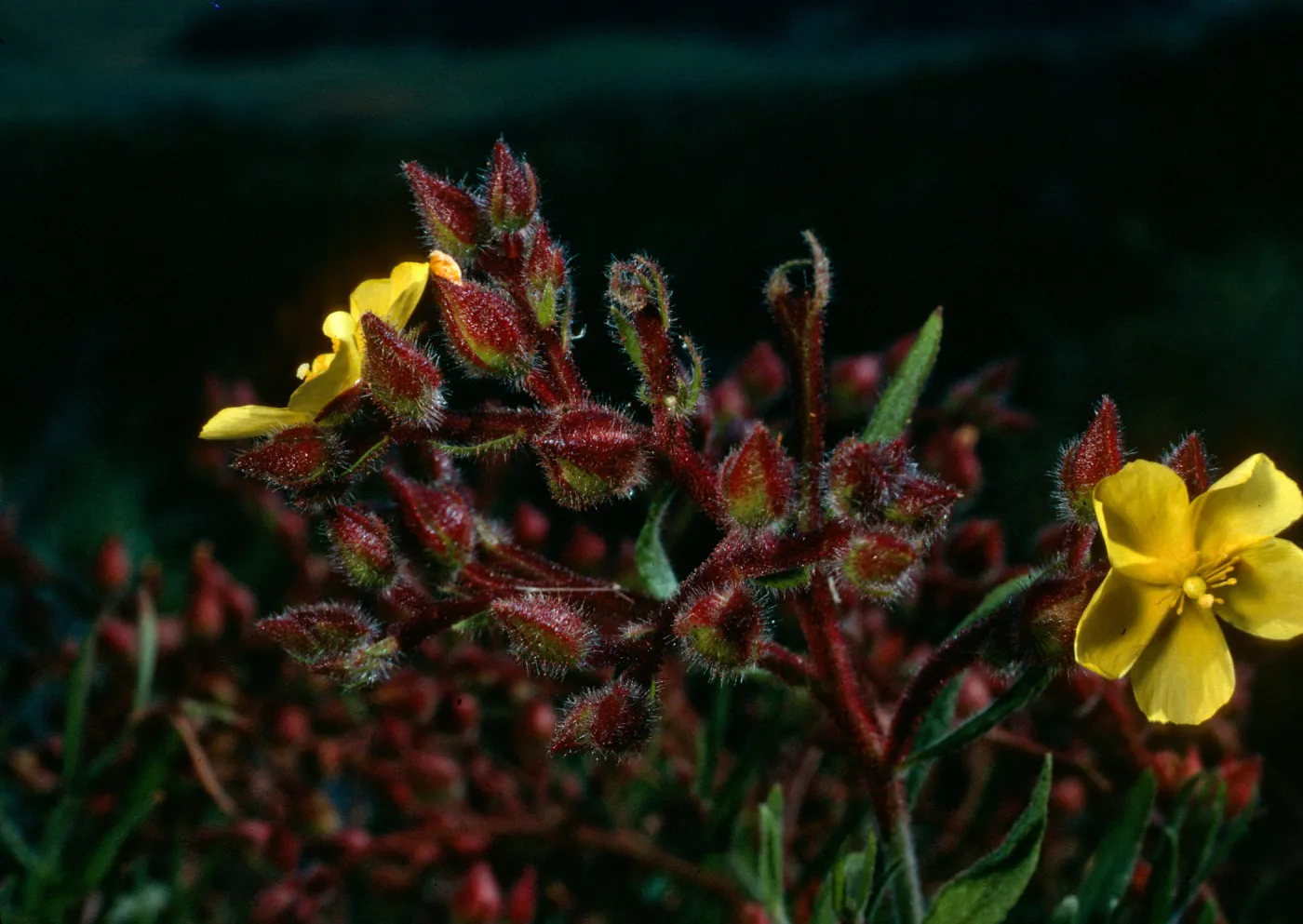  Helianthemum greenei, Santa Cruz Island, road to South Ridge from ranch,