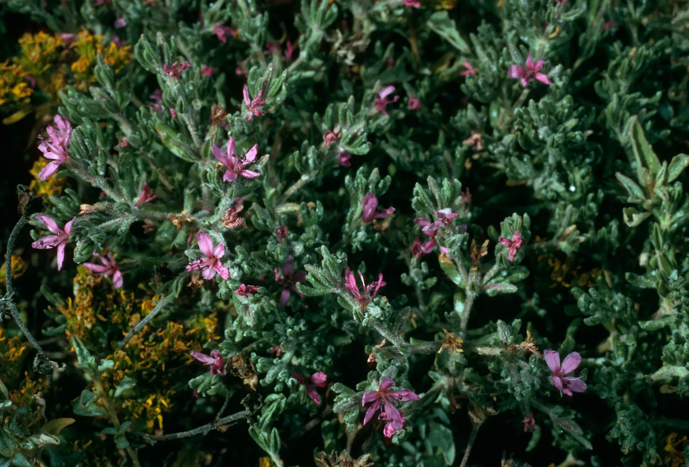 Frankenia, Santa Cruz Island, Fraser Point