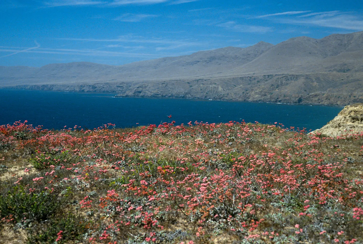 Eriogonum grande rubescens, Santa Cruz Island