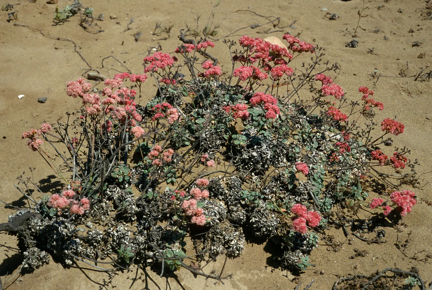 Eriogonum grande rubescens, Santa Cruz Island
