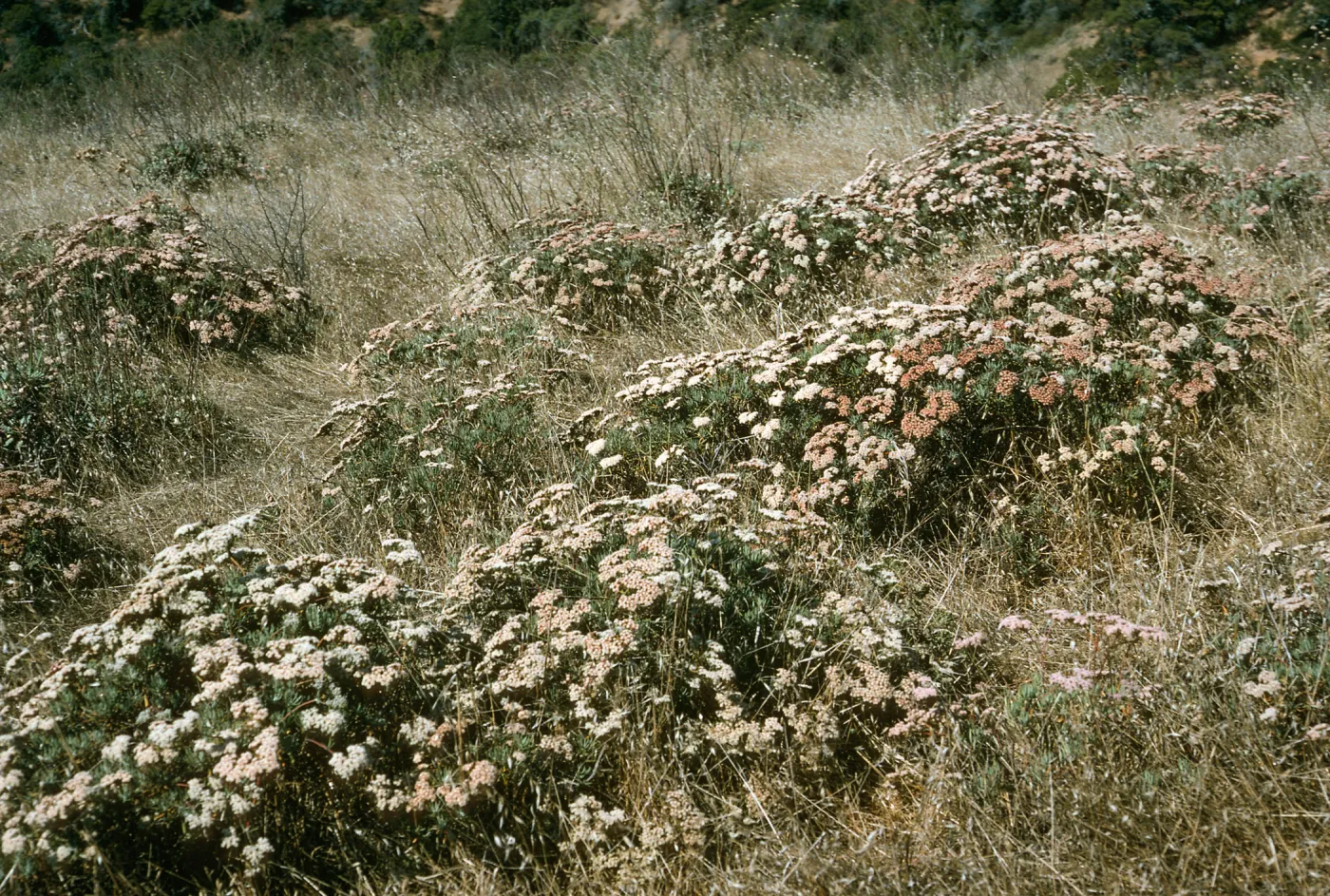 Eriogonum arborescens, Santa Cruz Island