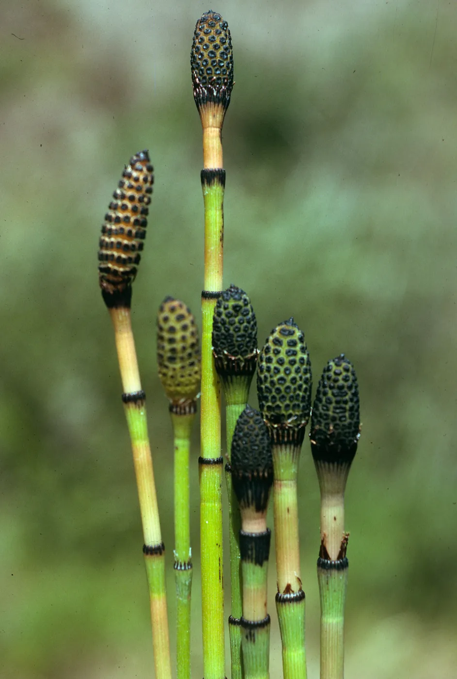 Equisetum laevigatum, Santa Cruz Island, SC-3189