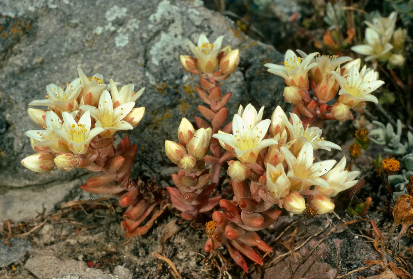 Dudleya nestiotica, Santa Cruz Island