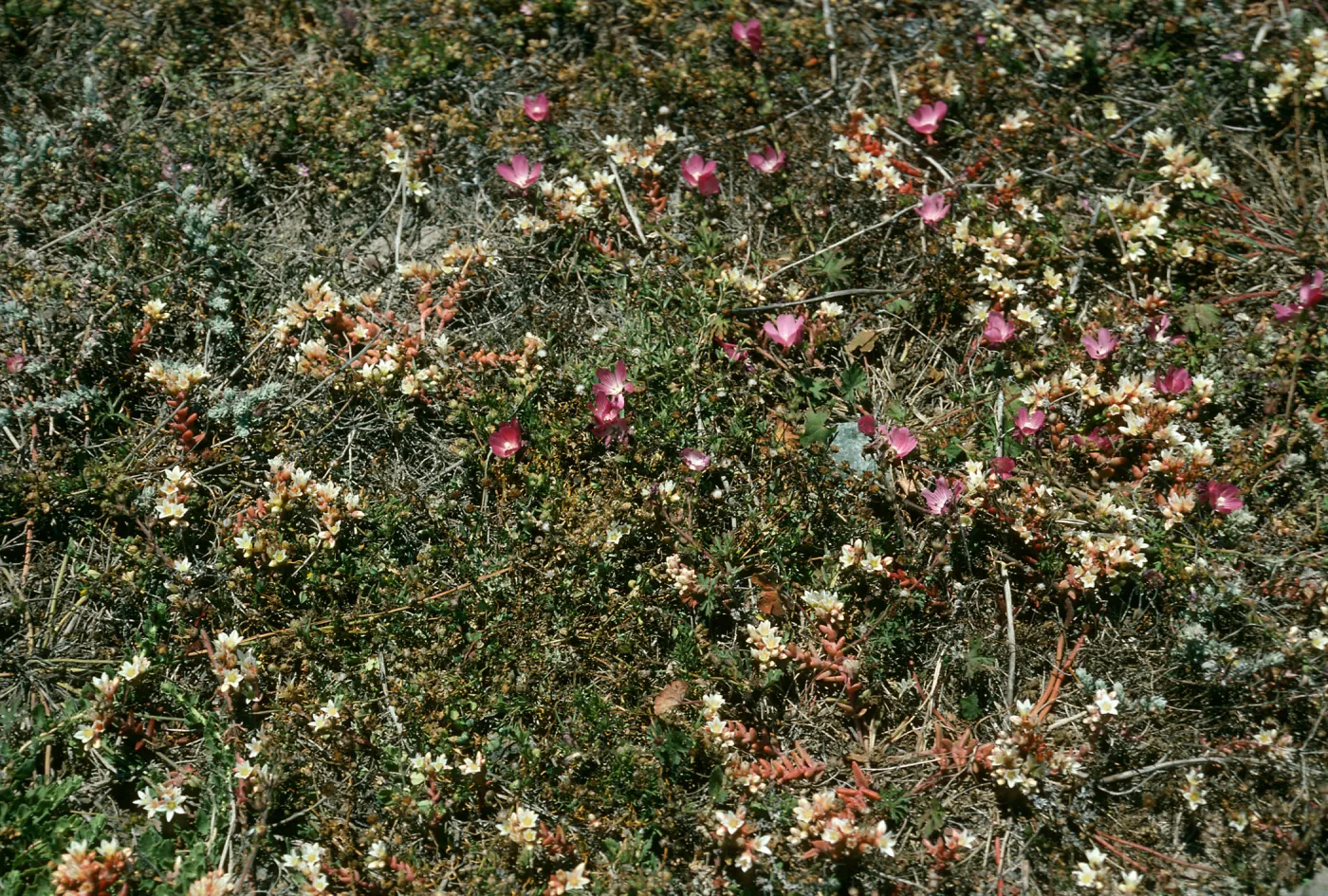 Santa Cruz Island, Dudleya nesiotica, Sidalcea, Forneys Cove