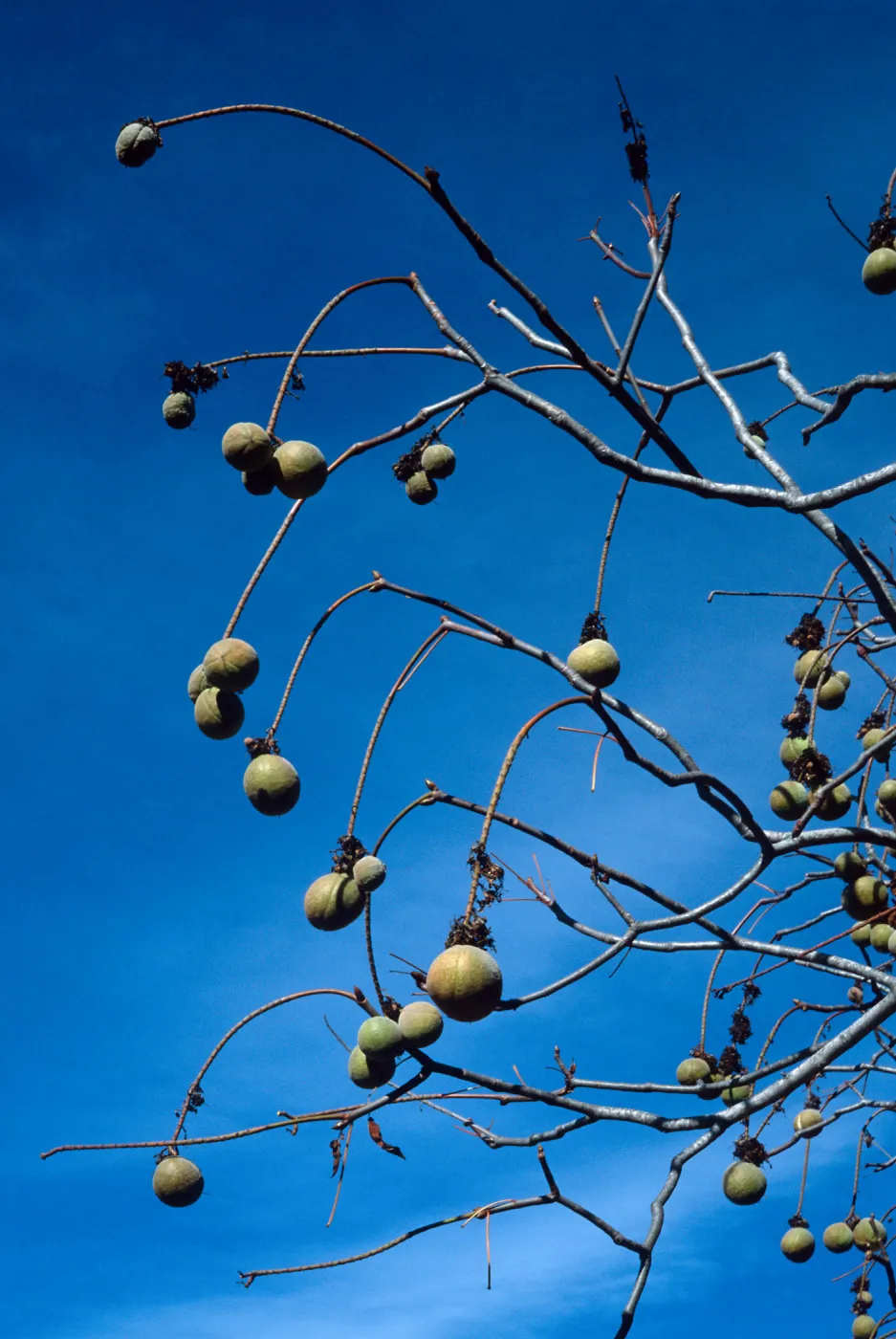 Aesculus californica, Santa Barbara Botanic Garden
