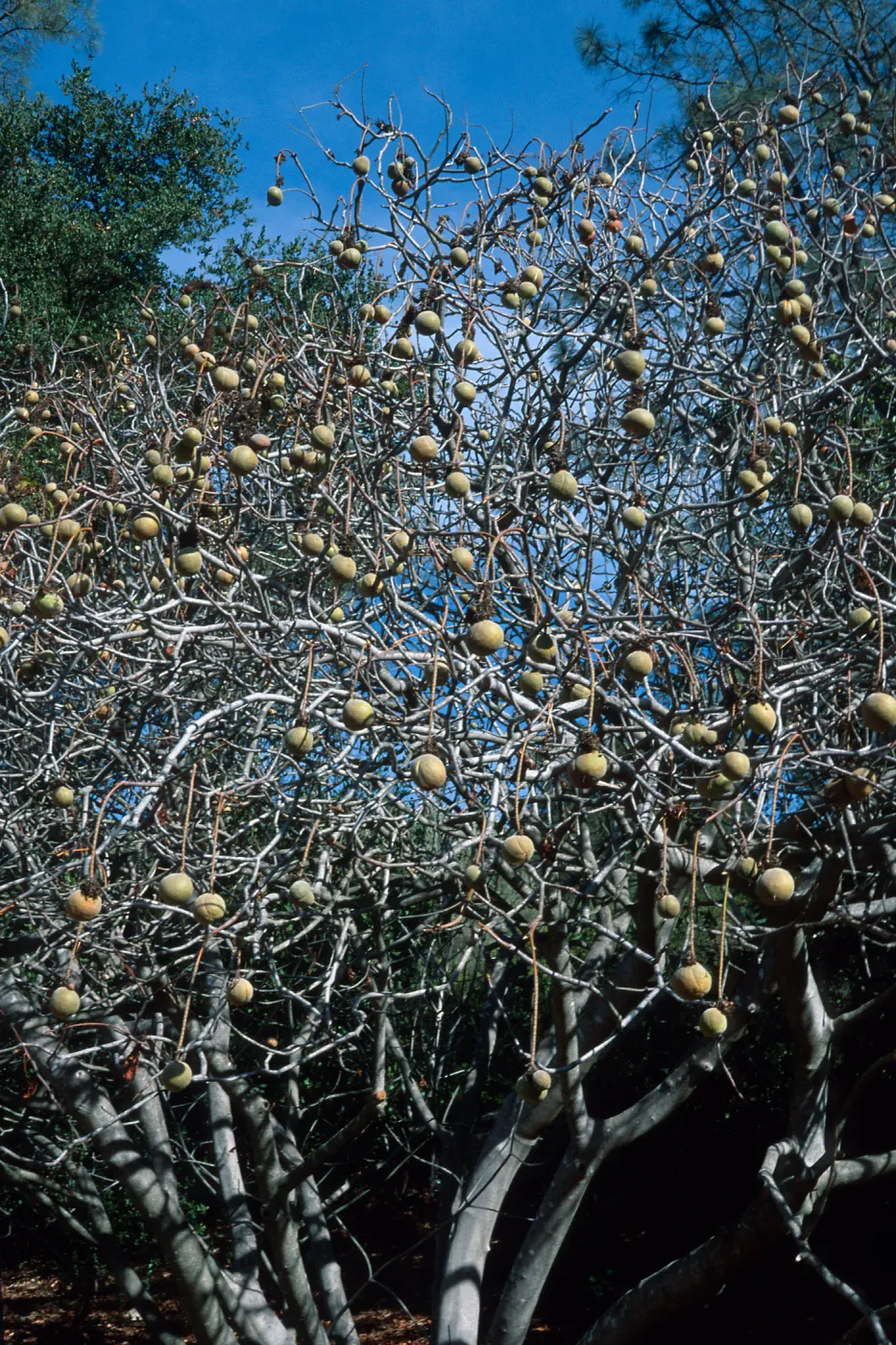 Aesculus californica, California Buckeye, Santa Barbara Botanic Garden