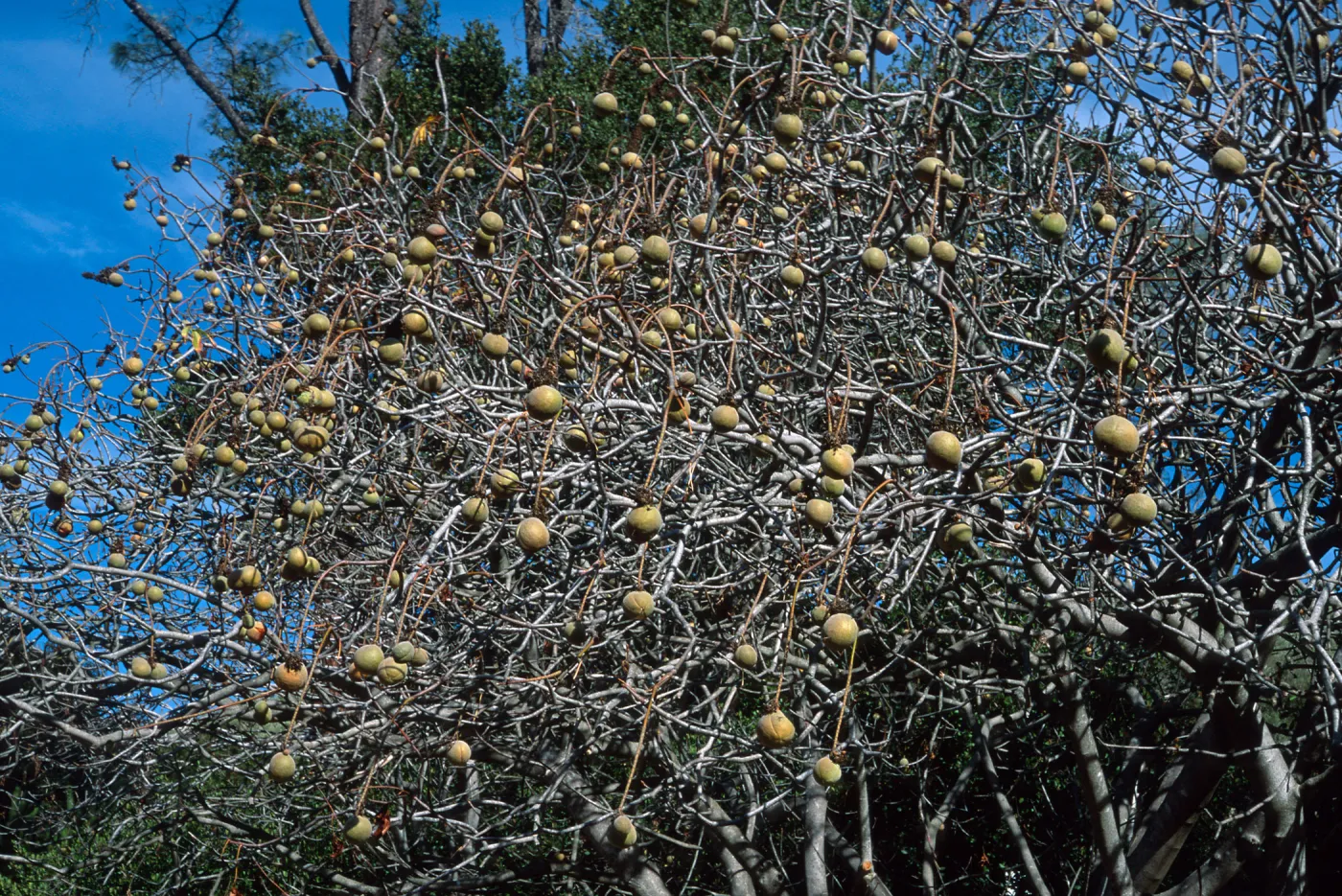 Aesculus californica, California Buckeye, Santa Barbara Botanic Garden