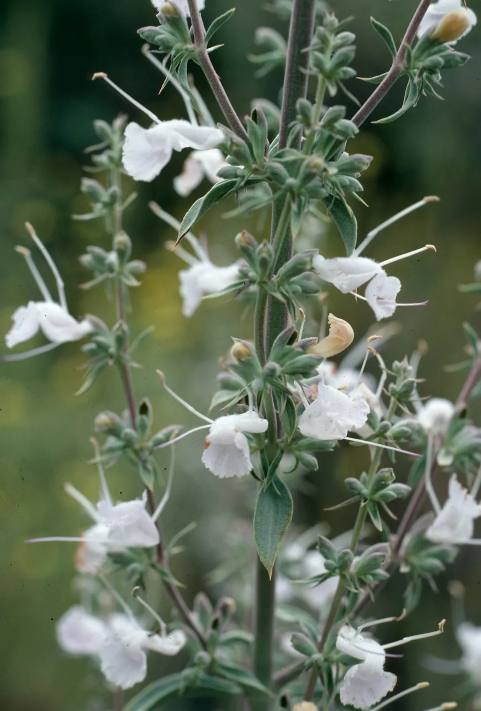 Salvia apiana (White Sage), San Roque Canyon