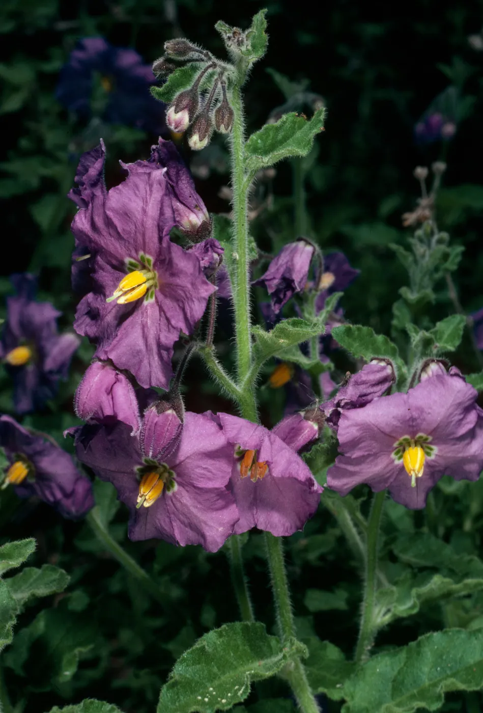 Solanum xantii, San Roque Canyon