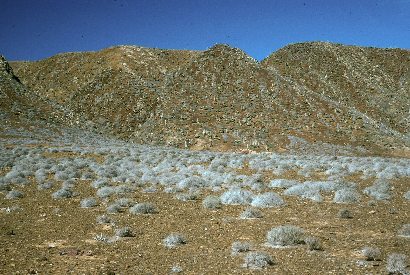 Frankenia on flats, West San Benito Island, North side hills