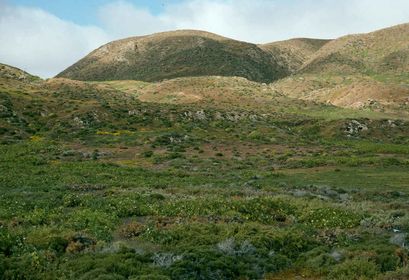 West San Benito Island, flats, North of village