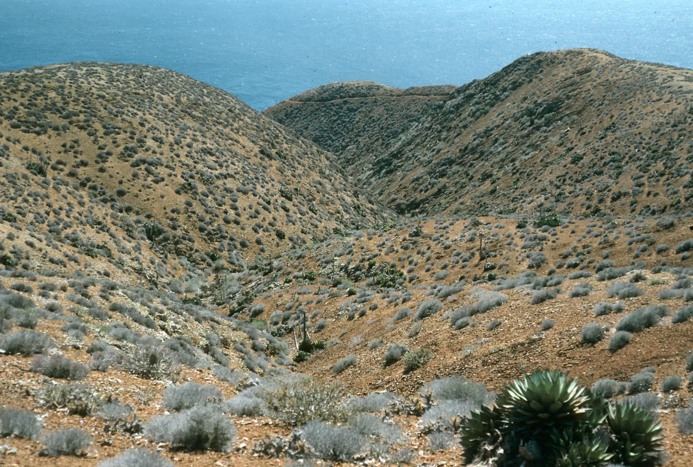 West San Benito Island, Southwest hills