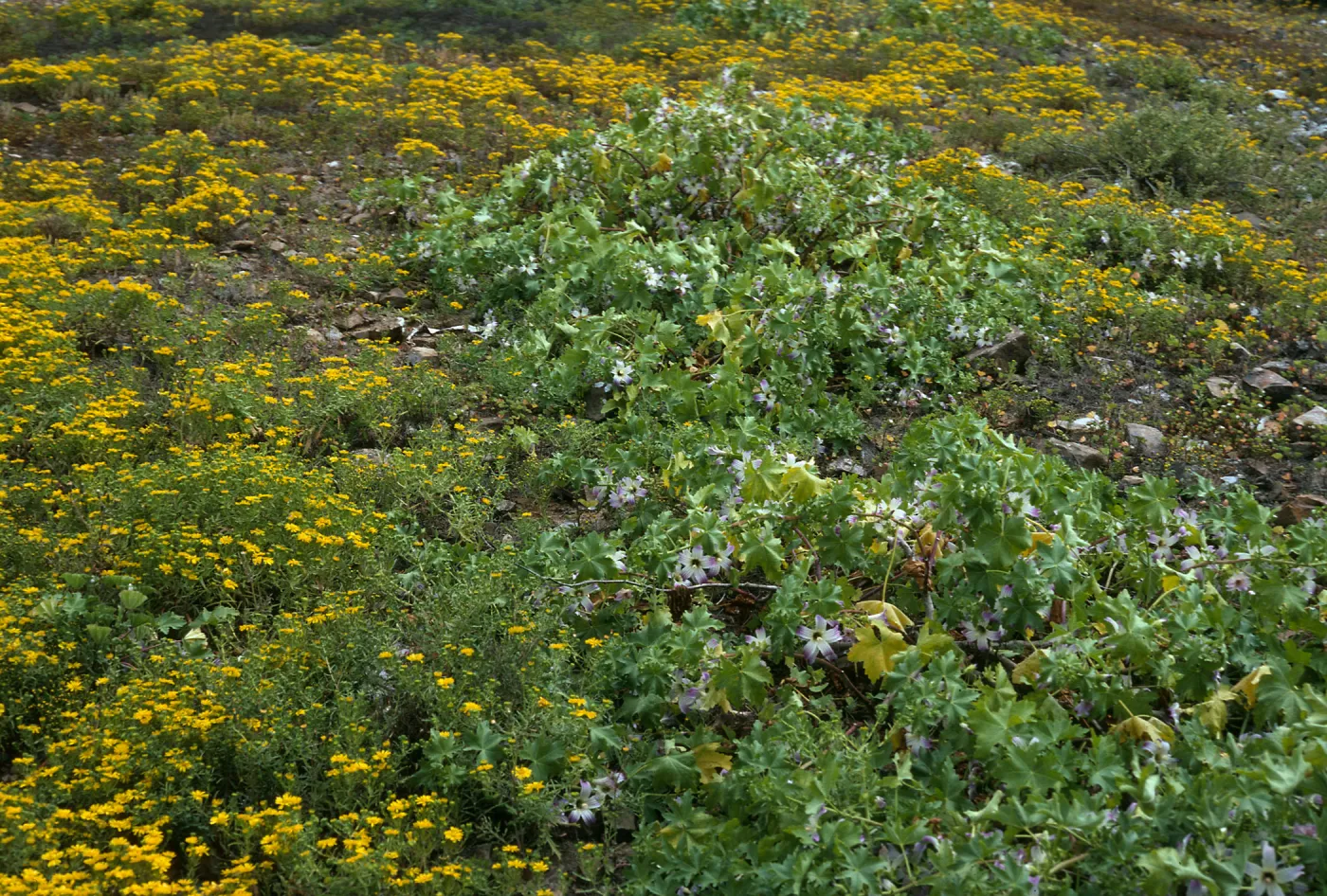 Hemizonia streetsii, Lavatera venosa, West San Benito Island, trail, East of lighthouse