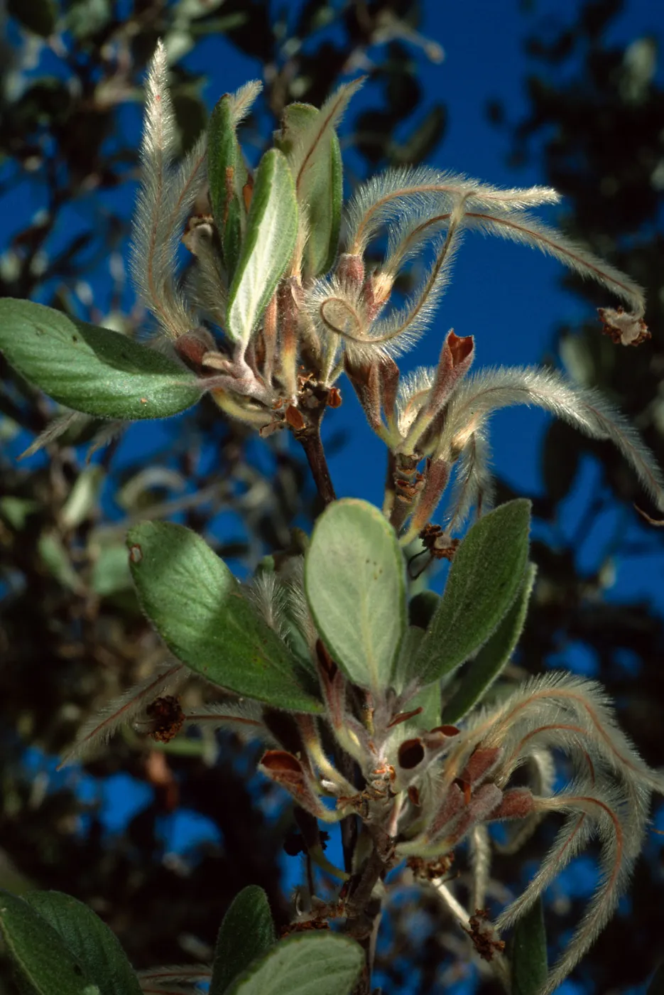 Cercocarpus traskiae, Catalina Island, Wrigley Garden