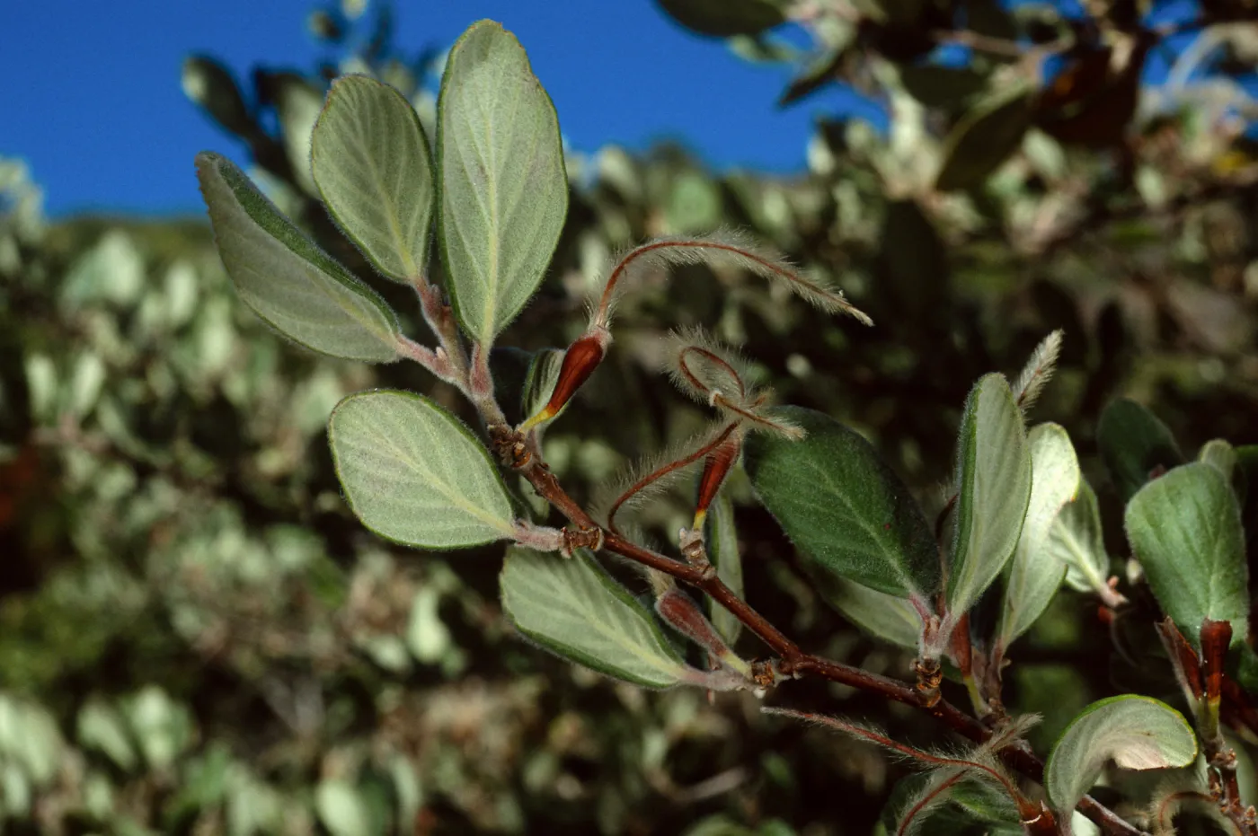 Cercocarpus traskiae, Catalina Island, Wrigley Garden