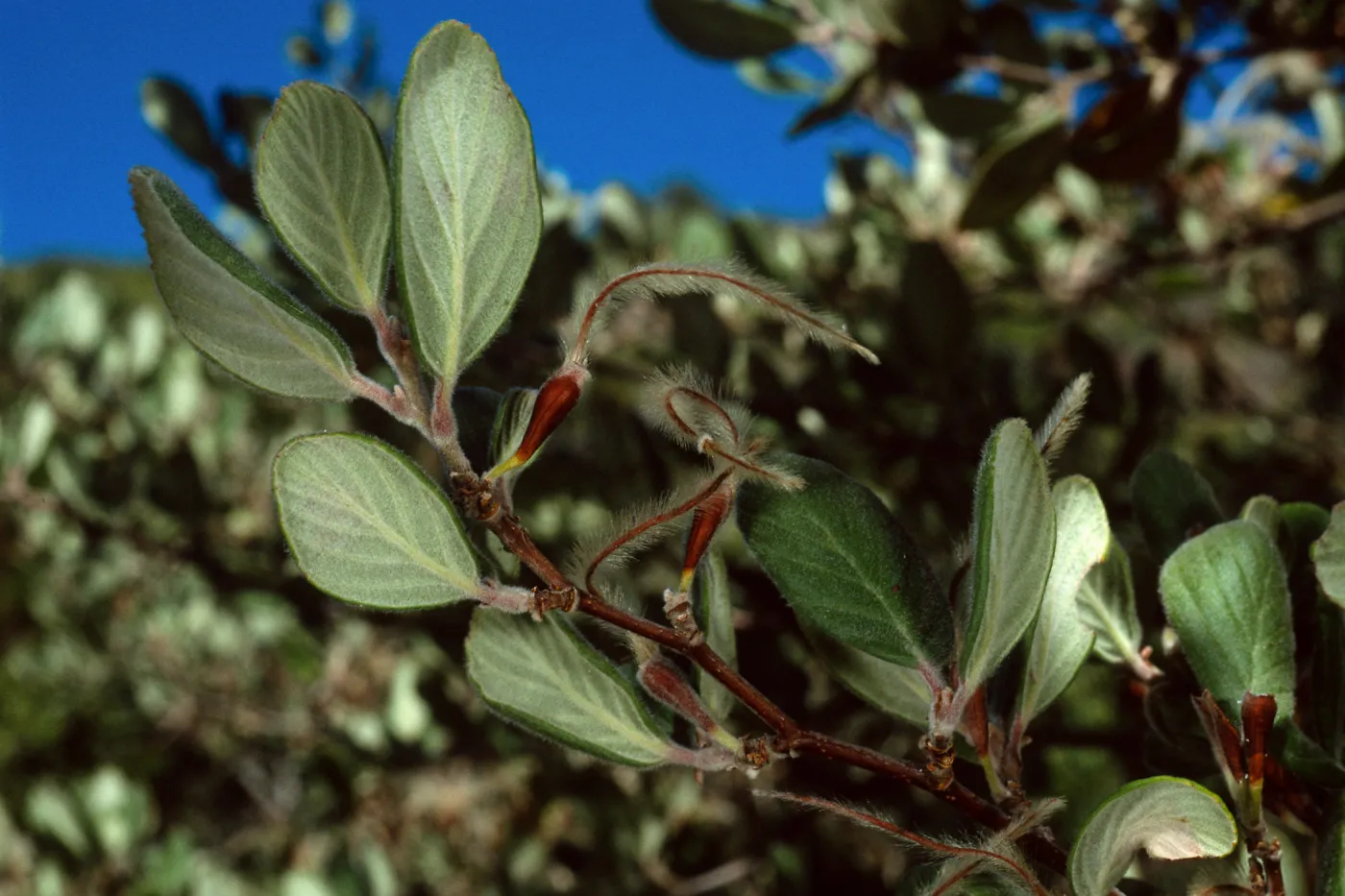 Cercocarpus traskiae, Catalina Island, Wrigley Garden