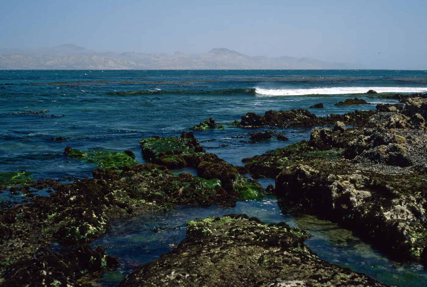Santa Rosa Island, tide pools, near East Point
