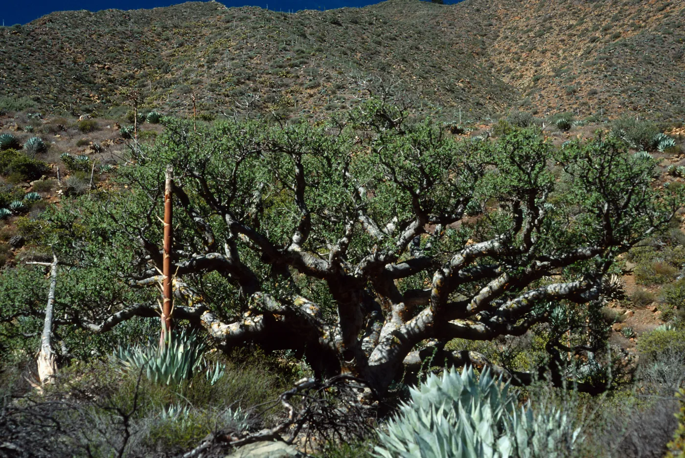  Elephant Tree, Bursera microphylla, Cañada de la Mina, Cedros Island