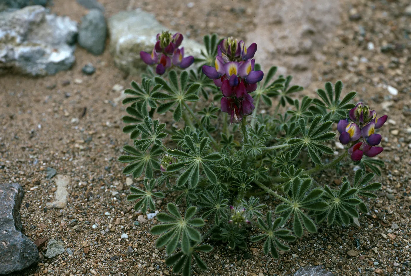 Lupinus sparsiflorus, Cedros Island, Arroyo choyal